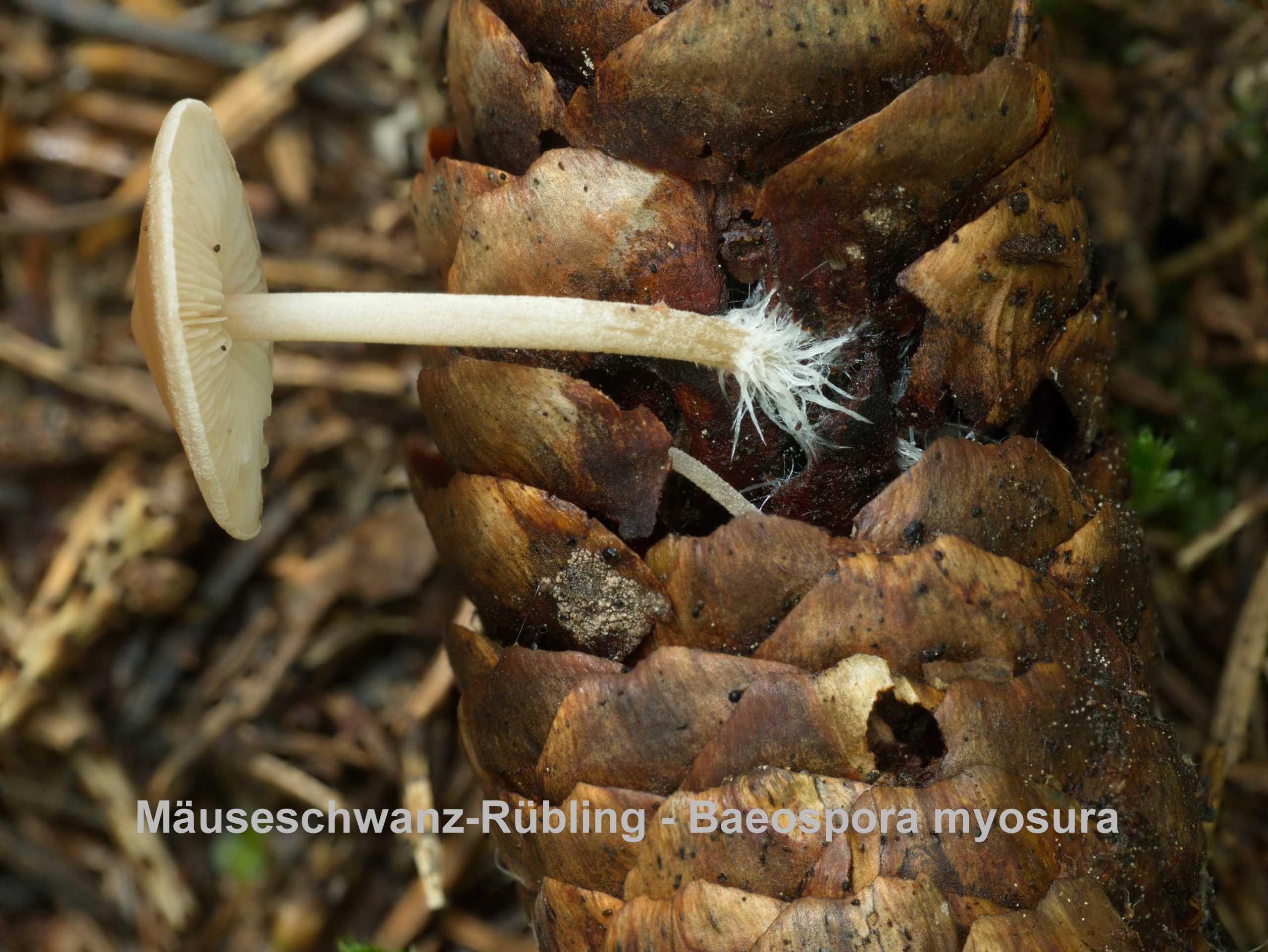 Yekaterina Starshova yalangoch fotosurat